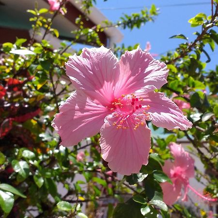 Pension Hibiscus La Digue Exterior photo
