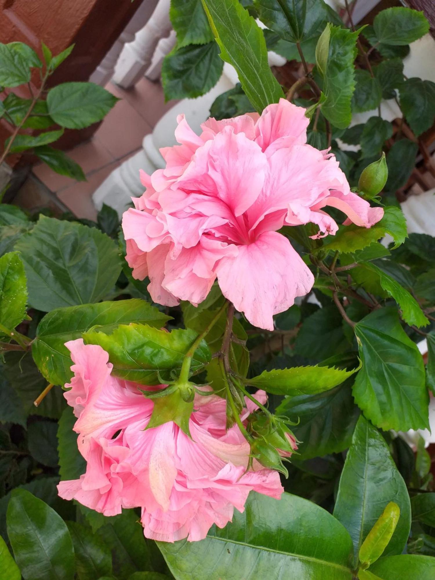 Pension Hibiscus La Digue Exterior photo