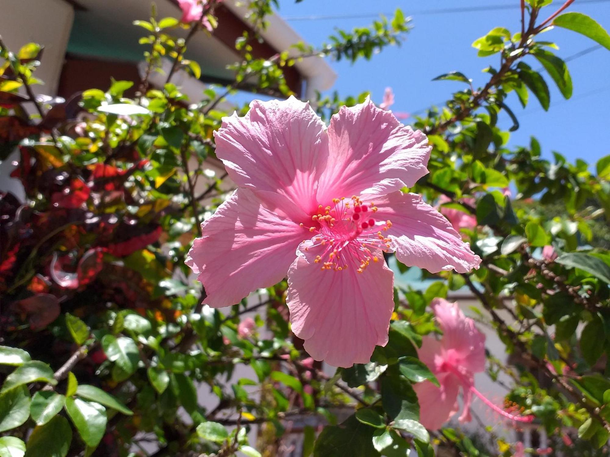 Pension Hibiscus La Digue Exterior photo